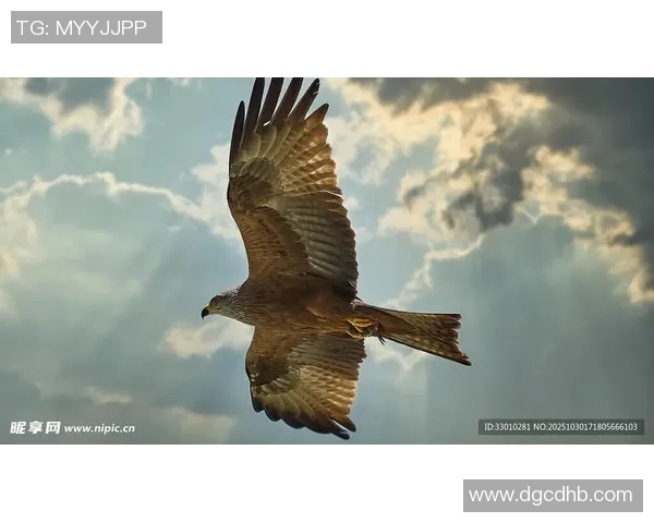 《雄鹰翱翔天际探秘:揭秘老鹰的生存智慧与飞行技巧》